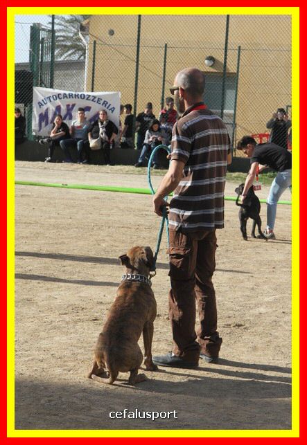 180311 mostra_canina 126.jpg